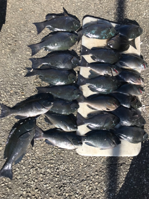 初釣り、グレ入れ食い