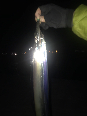 貴重な一本です!