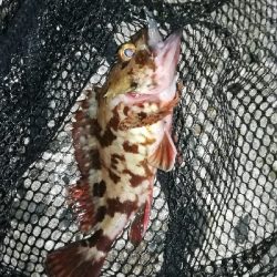 ナイトメバリング