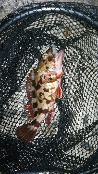 ナイトメバリング