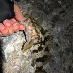 メバリング三回戦(๑╹ω╹๑ )