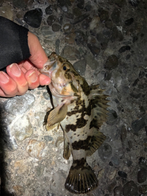 メバリング三回戦(๑╹ω╹๑ )