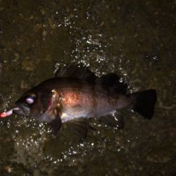 メバリングシーズン開幕！