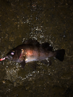 メバリングシーズン開幕！