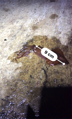 まだまだ、ヒイカ釣り(^.^)