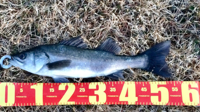 シーバサー0600〜0645