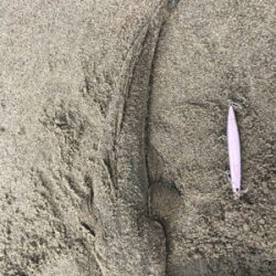 青物捕獲ならず