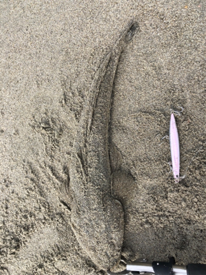 青物捕獲ならず