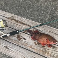 メバリング的なナニか