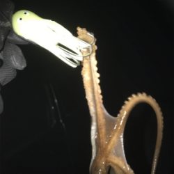 仕事終わりにタコ狙い