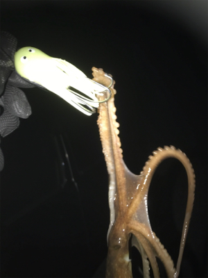 仕事終わりにタコ狙い