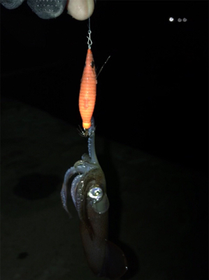 40分のプチ1091のヒイカ釣り\(^^)/