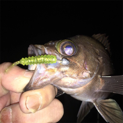 舞洲メバル良い感じです