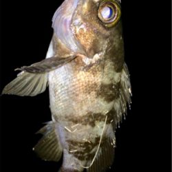 メバリンガー+α1825〜1910