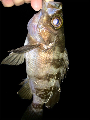 メバリンガー+α1825〜1910