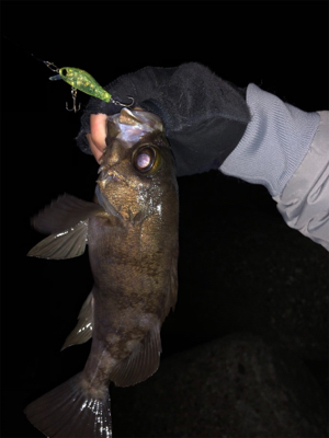 メバルプラッキング