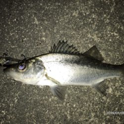 メバルプラッキング