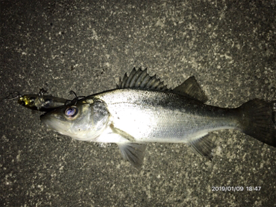 メバルプラッキング