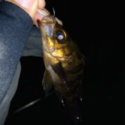 メバリングナイトゲーム