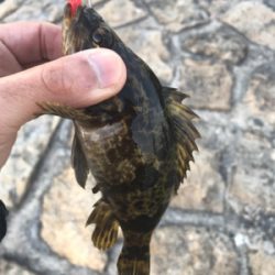 デイでもナイトでもロックフィッシュ