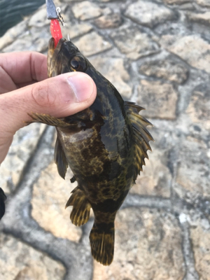 デイでもナイトでもロックフィッシュ