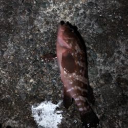 ナイトロックフィッシュ