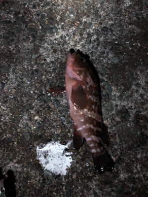 ナイトロックフィッシュ