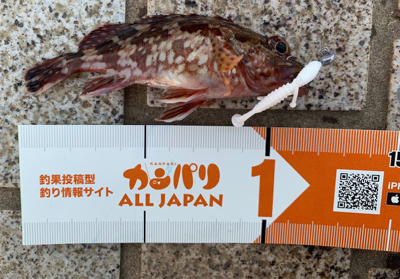 メバリング調査！