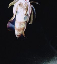 年明けも。。。。