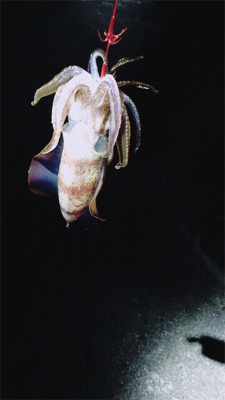 年明けも。。。。