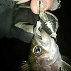 メバルプラッキング