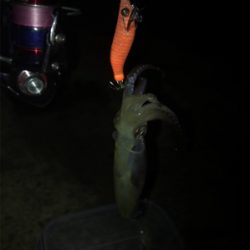 -2℃ 極寒の中でのヒイカ釣りσ(^_^;)