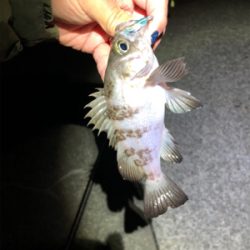 メバリング日和