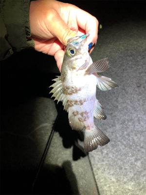 メバリング日和