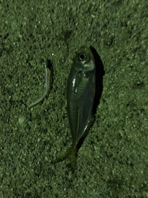 アジングでアジ&メバル