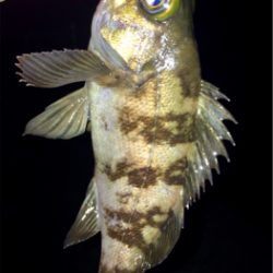 メバリンガー1810〜1850