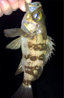 メバリンガー1810〜1850