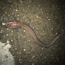 金城埠頭でアナゴ釣り