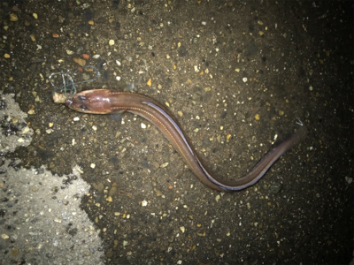 金城埠頭でアナゴ釣り