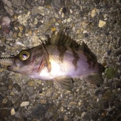 狙ったメバルはおったけど、ちっちゃ！