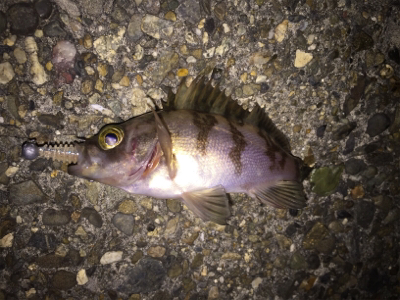 狙ったメバルはおったけど、ちっちゃ！