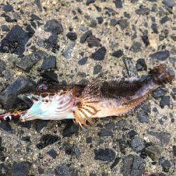 メバリングのはずが。。。。。。