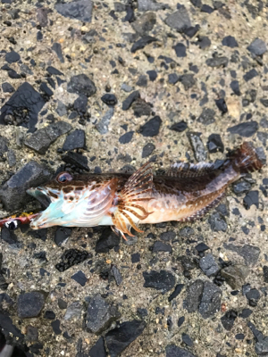 メバリングのはずが。。。。。。