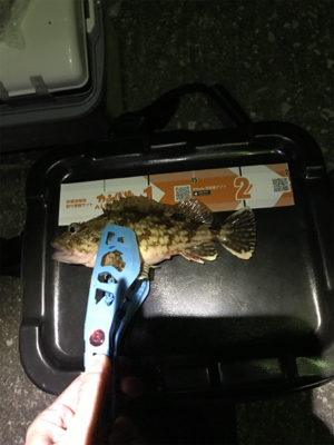 樋合新港ライトゲーム