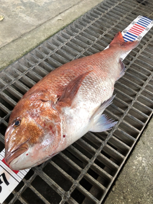 今年初の大物は..
