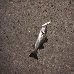 極寒のシーバス