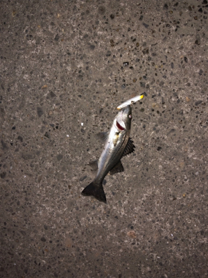 極寒のシーバス