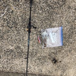 底物狙いのはずが、、、