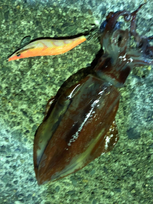 アカイカエギング