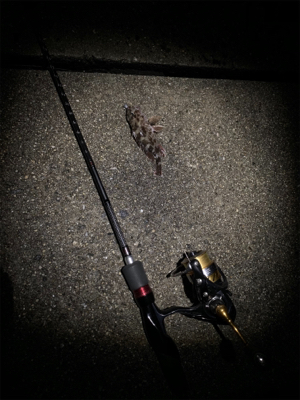 久しぶりのガシラ